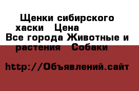 Щенки сибирского хаски › Цена ­ 12 000 - Все города Животные и растения » Собаки   